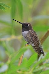 Black-chinned Hummingbird